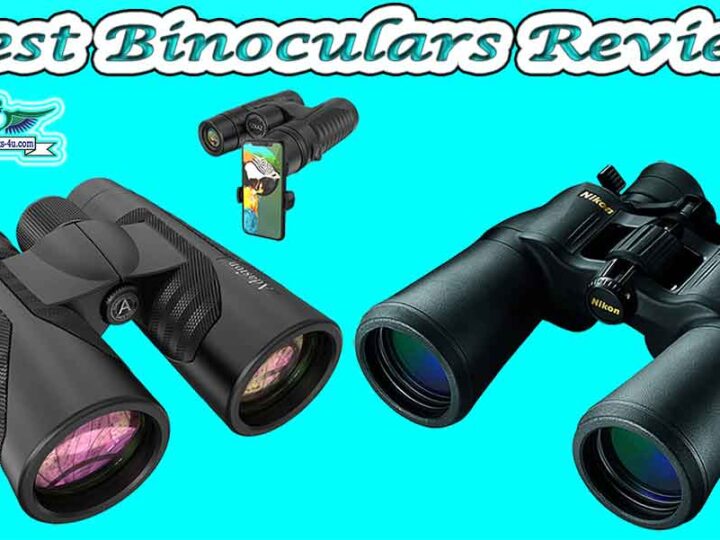 5 STAR Rated 10 Best Binoculars Review of 2024